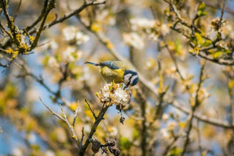 Vogel auf einem Ast