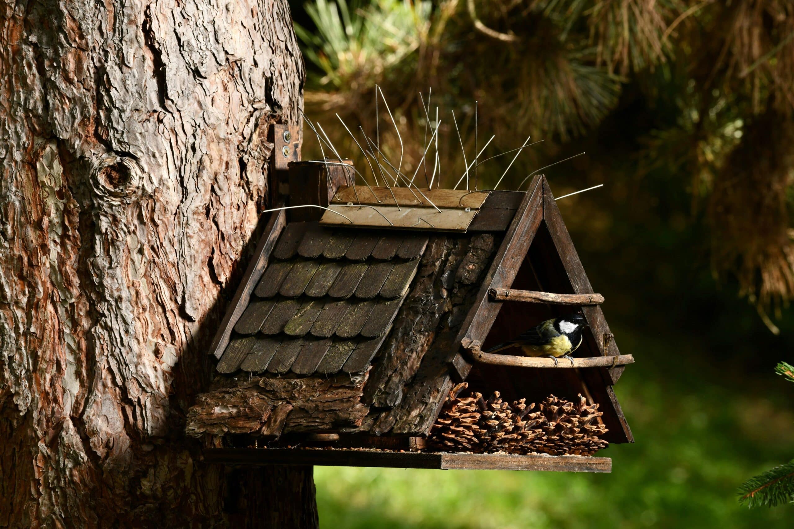 Vogel in einem Vogelhaus