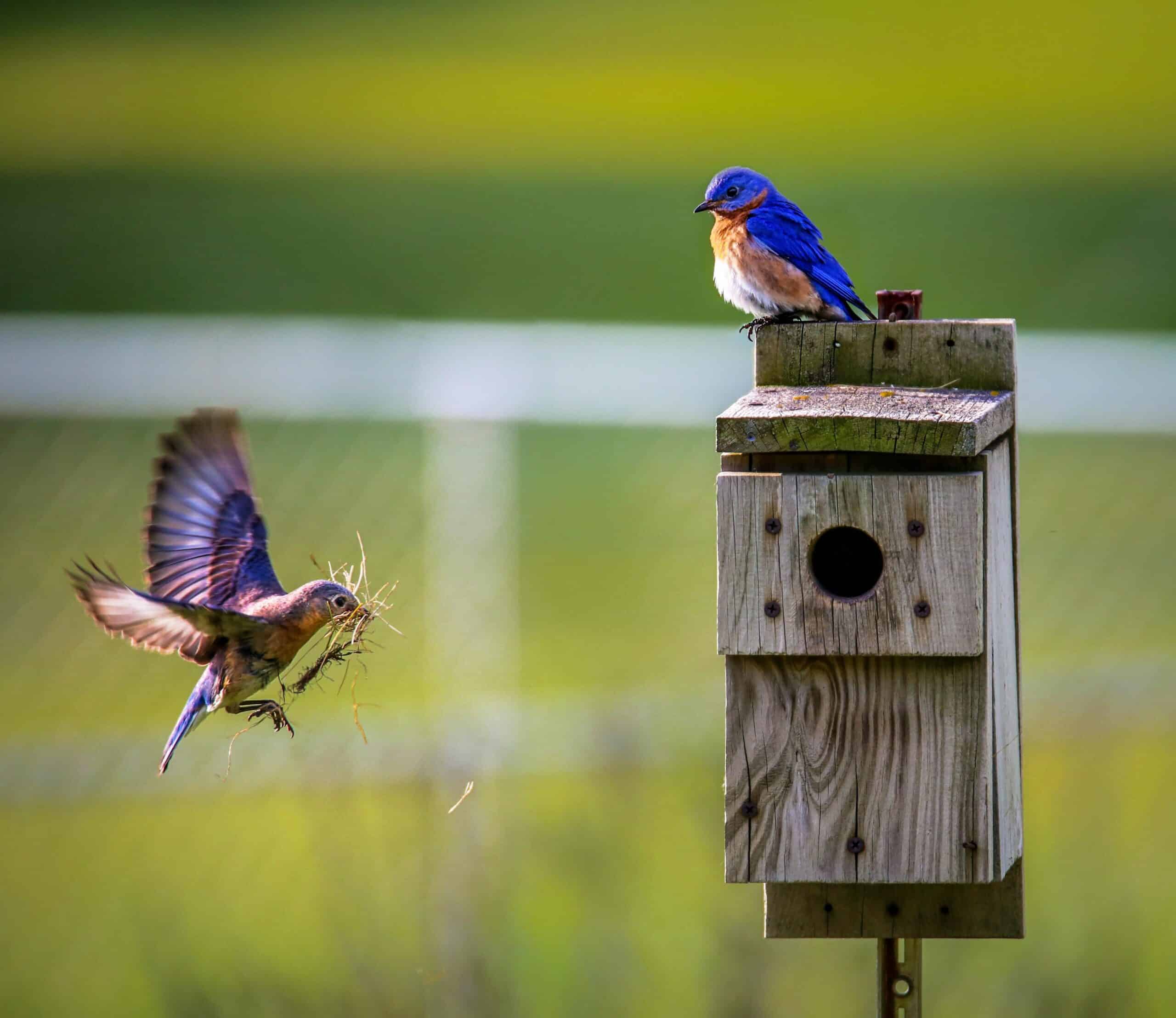 Ein fliegender und ein stehender Vogel