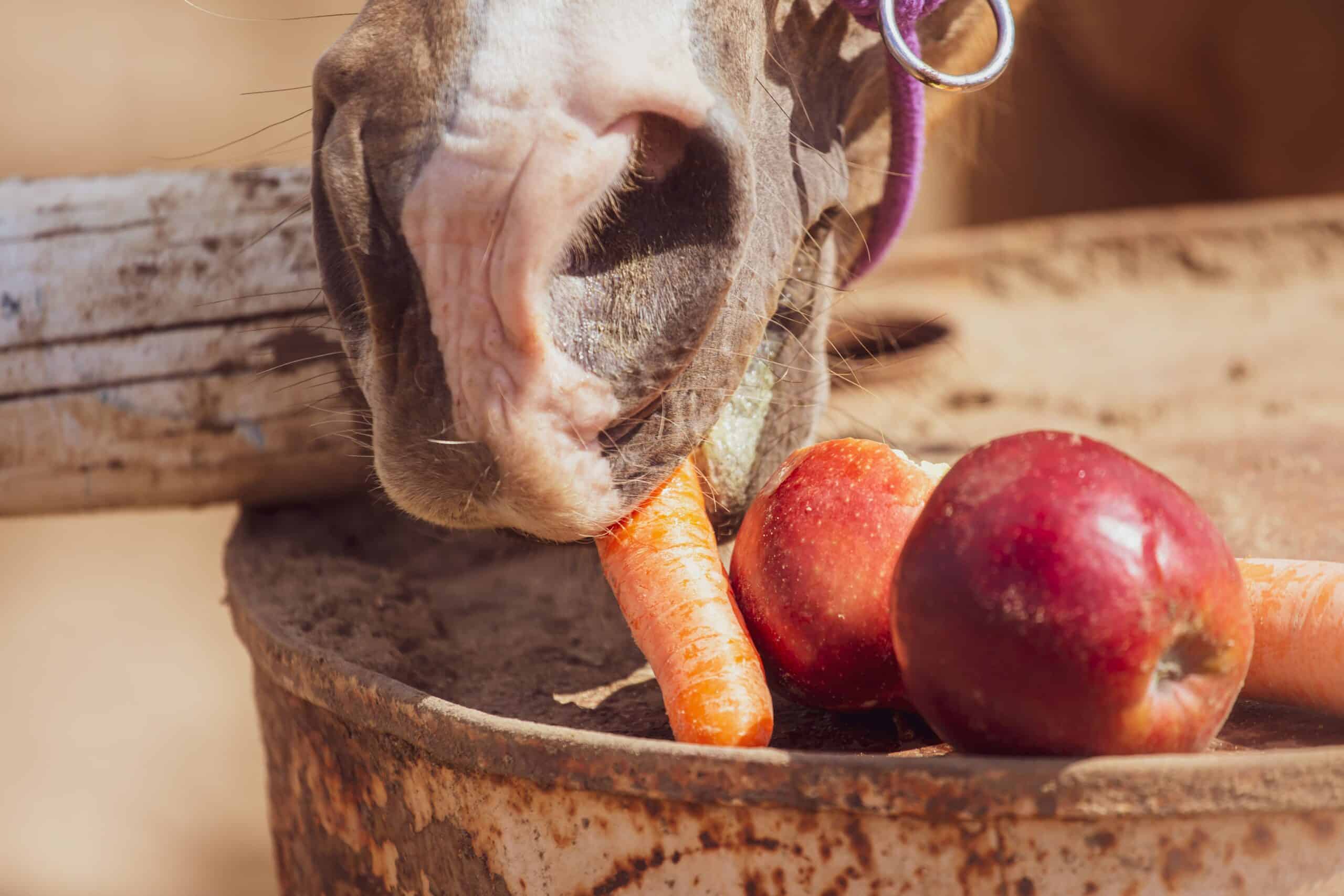 A horse eats fresh fruit from a bucket
