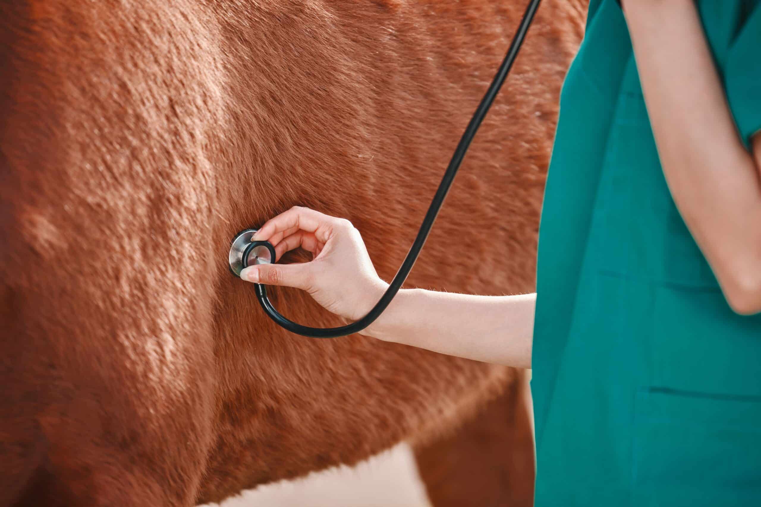 A horse is examined by a veterinarian
