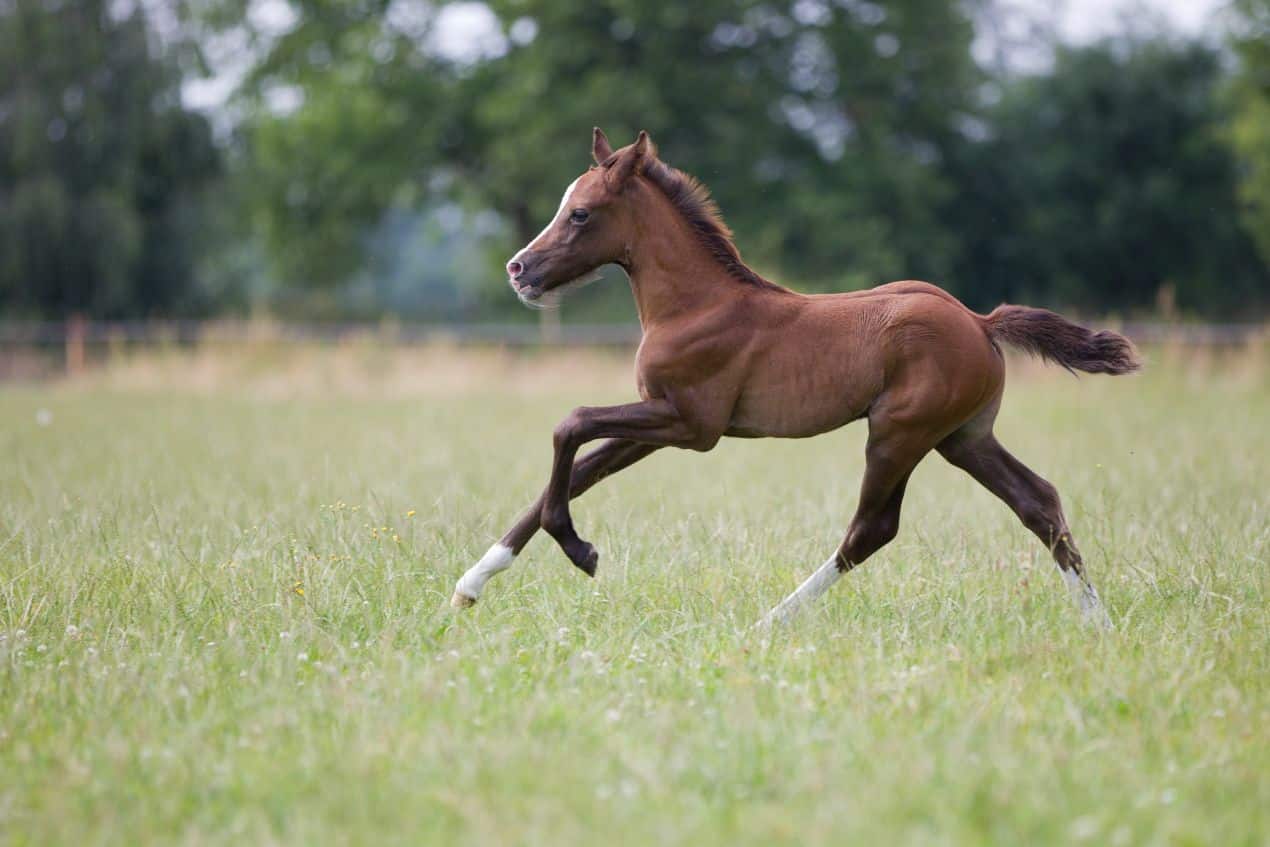 Energetic foal showing balance and spirit – traits desired in young jumping horses for sale