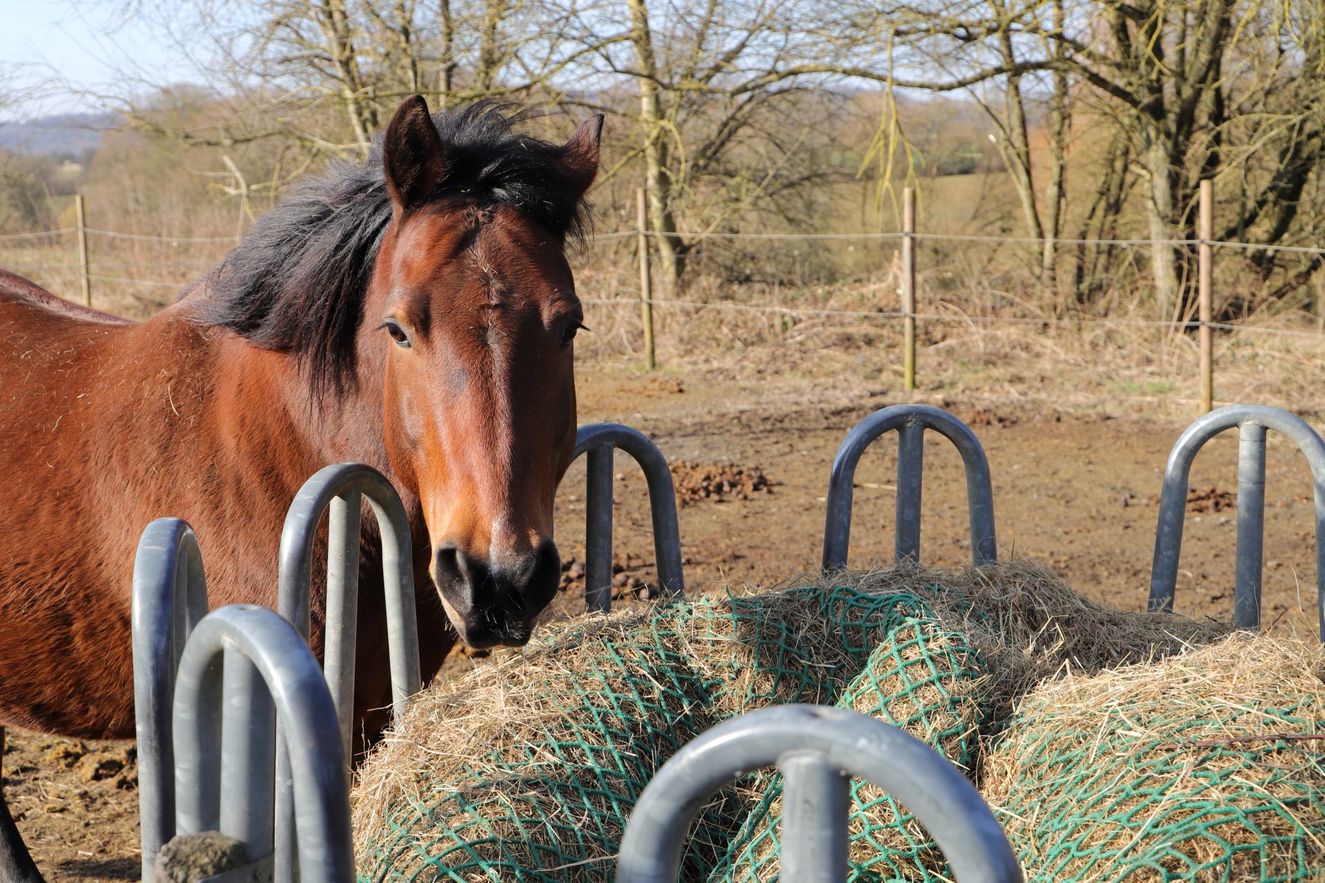 Braunes Pferd frisst aus einer klassischen Rundraufe mit Heunetz im Auslauf – Beispiel fuer pferdegerechte Futteraufnahme.